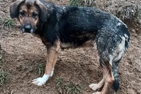 Majka