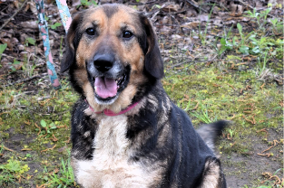 Majka