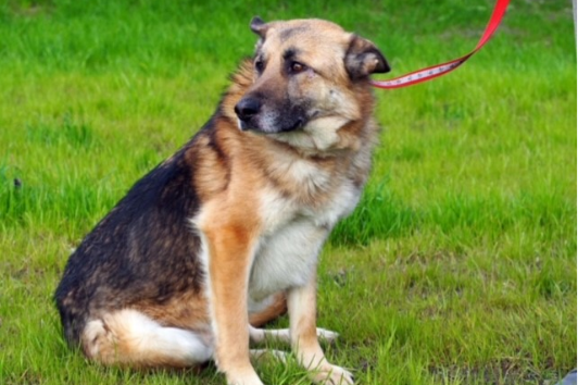 Profile picture of Mieszko