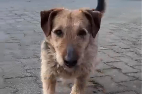 Profile picture of Misiu