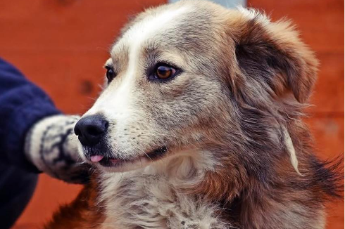 Profile picture of Nelson