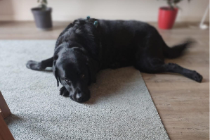 Nero labrador