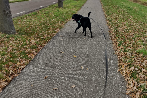 Nero labrador