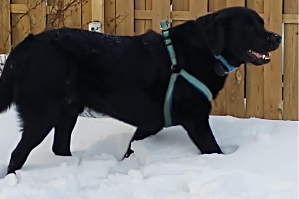 Nero labrador