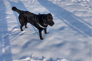 Nero labrador