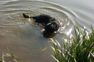 Nero labrador