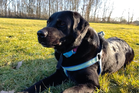 Profile picture of Nero labrador