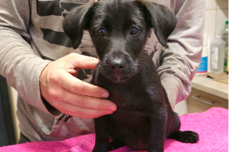 Ollie Pippa Molly