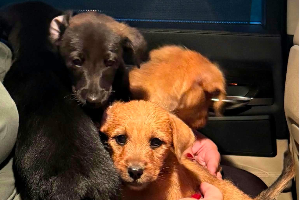 Profile picture of Ollie Pippa Molly