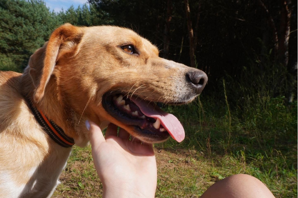 Oskar