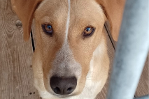 Oskar