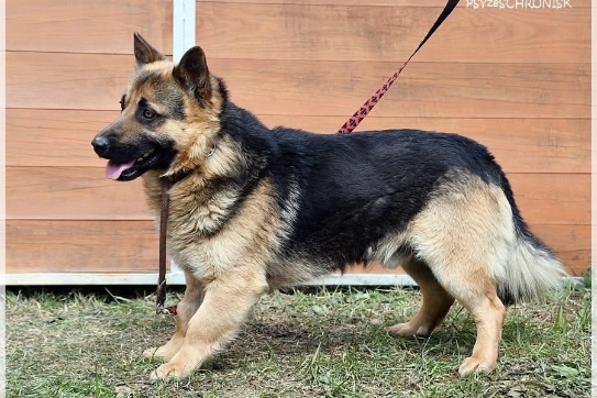 Profile picture of Pan Japa