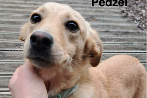 Profile picture of Pedzel