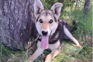 Profile picture of Piorun