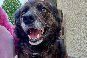 Polli