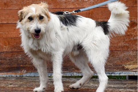 Profile picture of Pompo