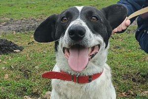 Pongo