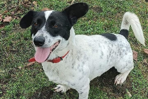 Pongo