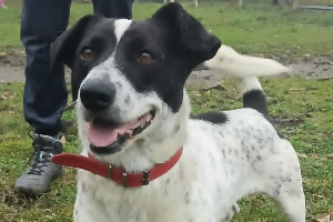 Pongo