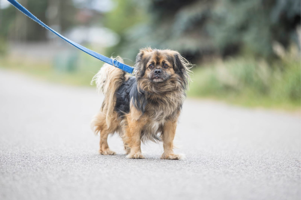 Profile picture of Puszek