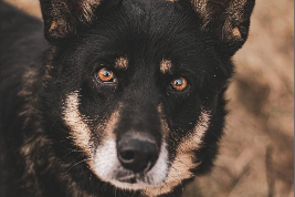 Profile picture of Pysia