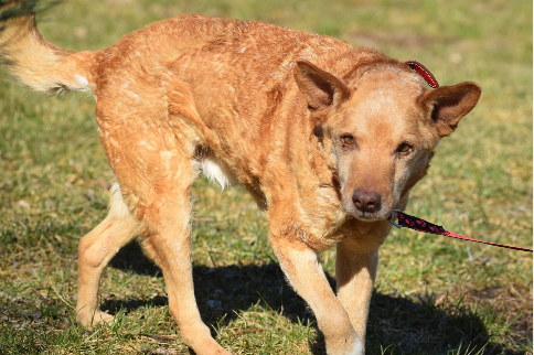 Profile picture of Rocket