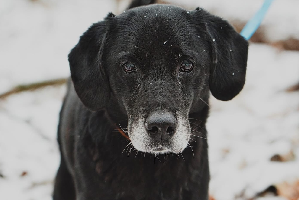 Profile picture of Roki