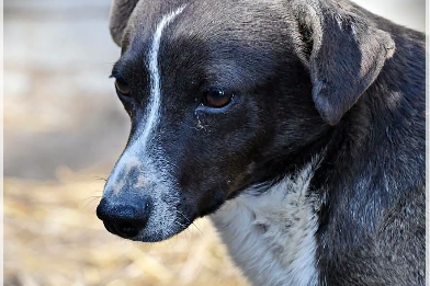 Rozia