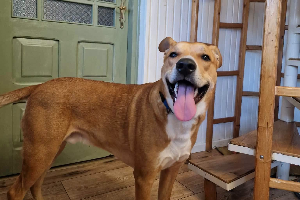 Rufi