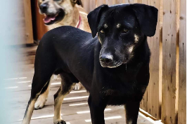 Profile picture of Samsom