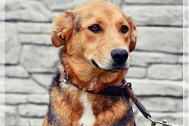 Profile picture of Sawa