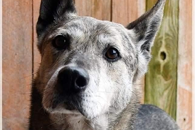 Scout