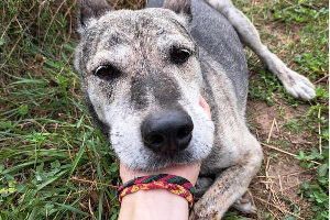 Scout