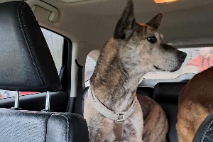 Scout