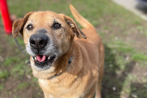 Profile picture of Simba