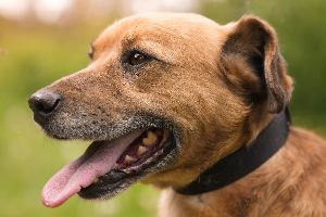 Profile picture of Snickers