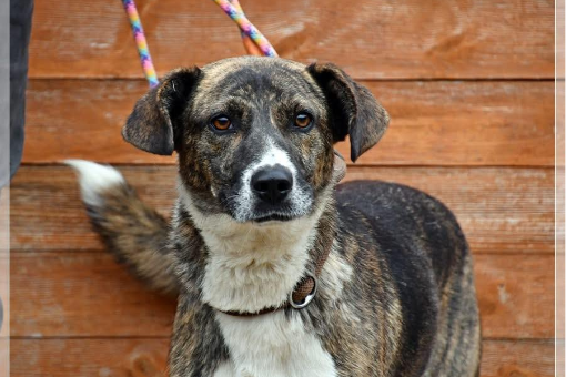 Profile picture of Spinka