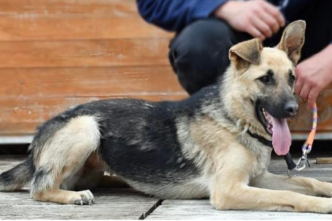 Profile picture of Stelka