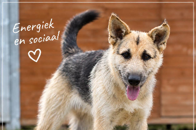 Profile picture of Szorstek