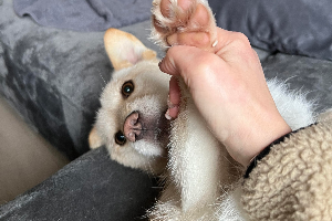Teddy