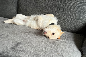 Teddy