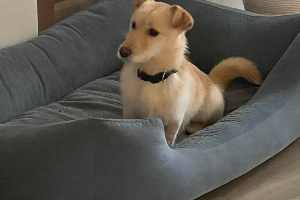 Teddy