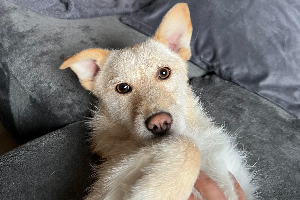 Teddy