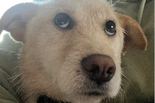 Teddy