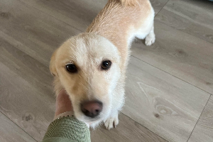 Teddy