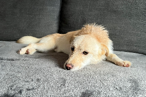 Teddy