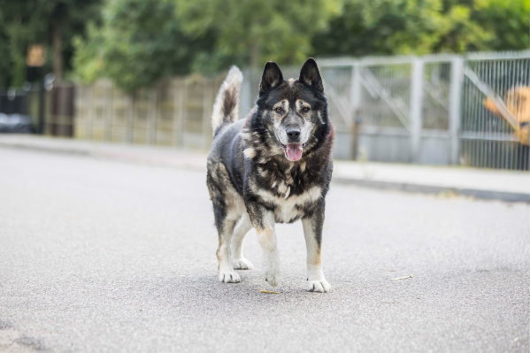 Profile picture of Toto