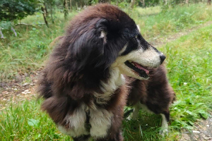 Zoja