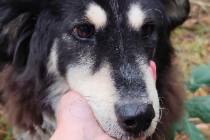 Zoja