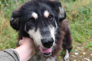 Zoja